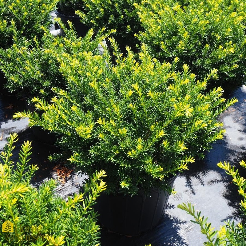 Yew-Everlow – G5|OPN|Willoway
