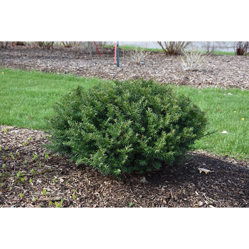 Yew-Stoneheng Dark Druid – G6