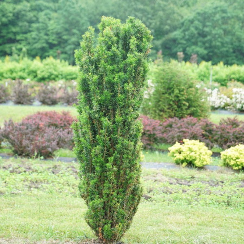 Yew-Stonehenge Skinny – G6|Item||Home Nursery