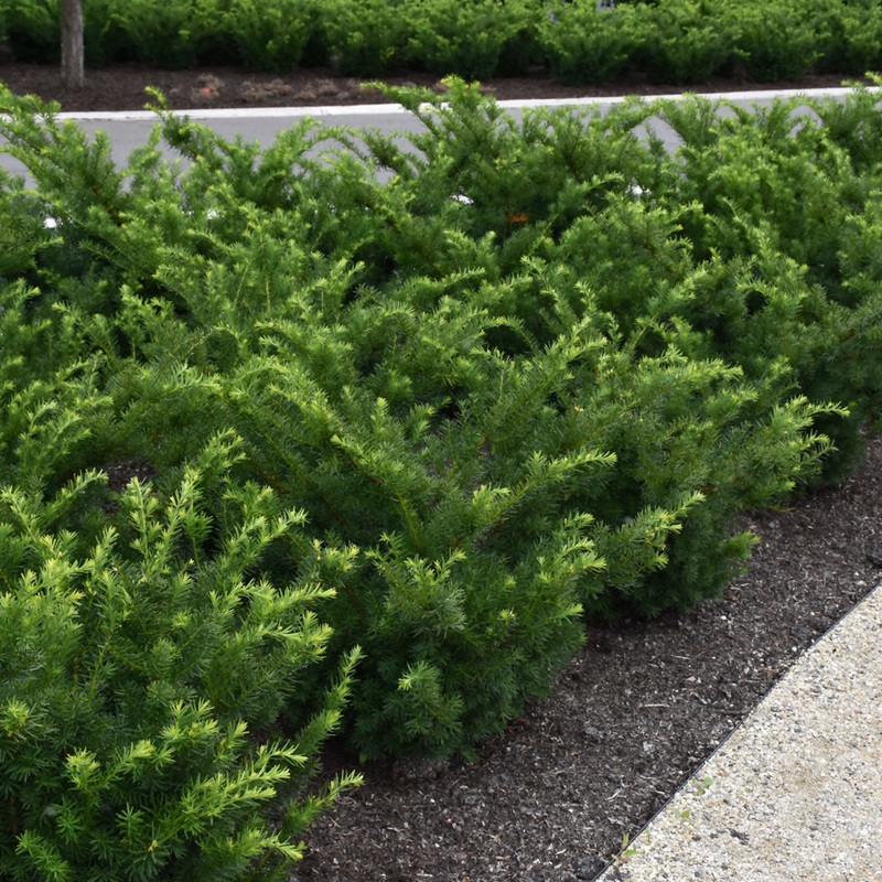 Yew-Taunton – G5