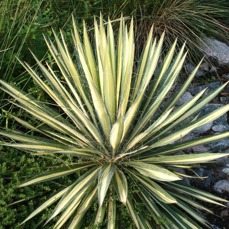 Yucca-Color Guard – G2/G3|Greenleaf|Willoway