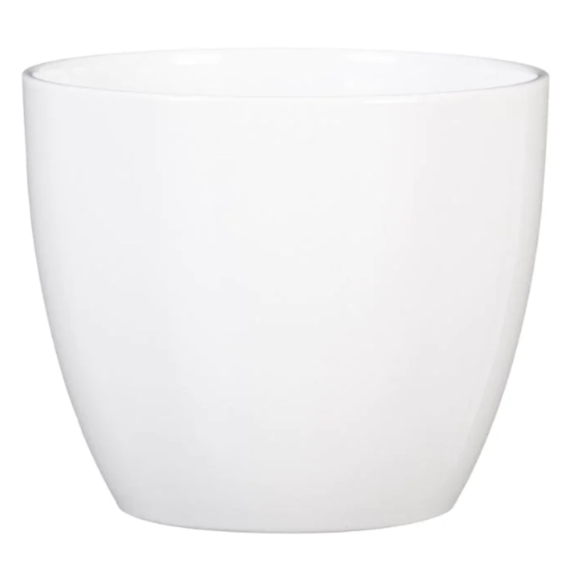 Alaska Weiss  (suitable for 12cm pots) 920/13