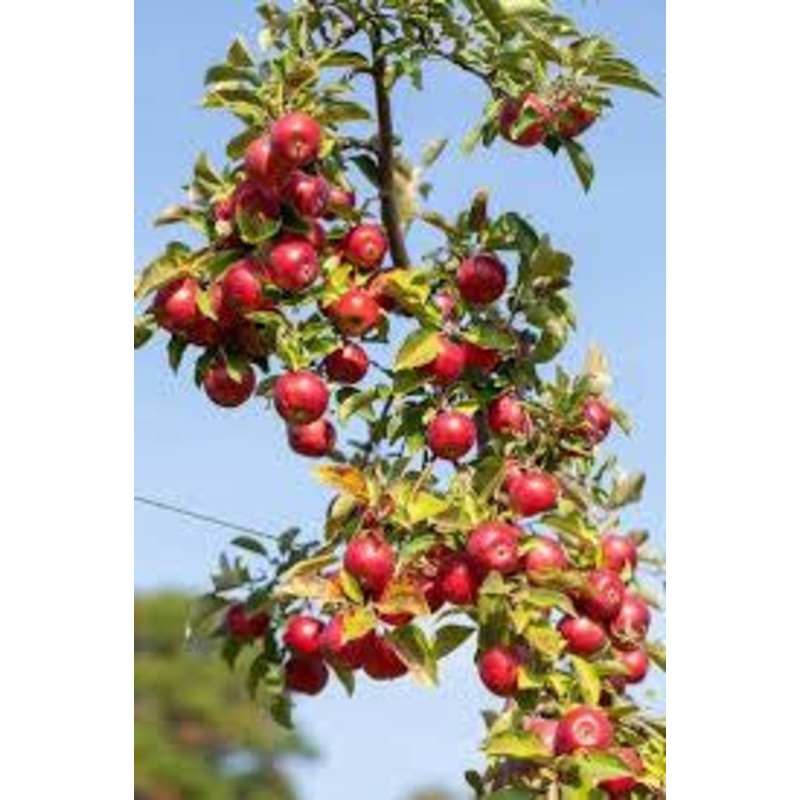 Apple-Kudos – G5