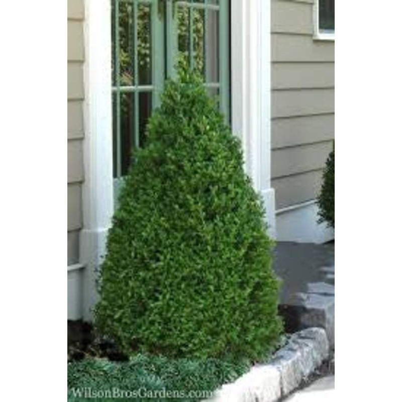 Boxwood-Green Mountain – G2