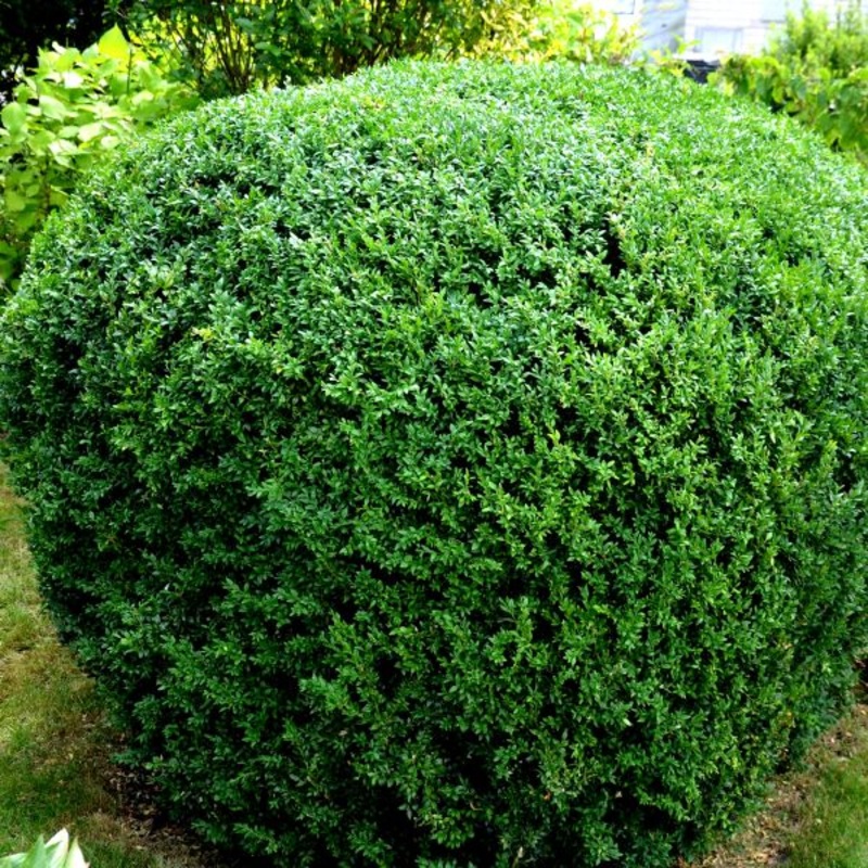 Boxwood-Independence – G10