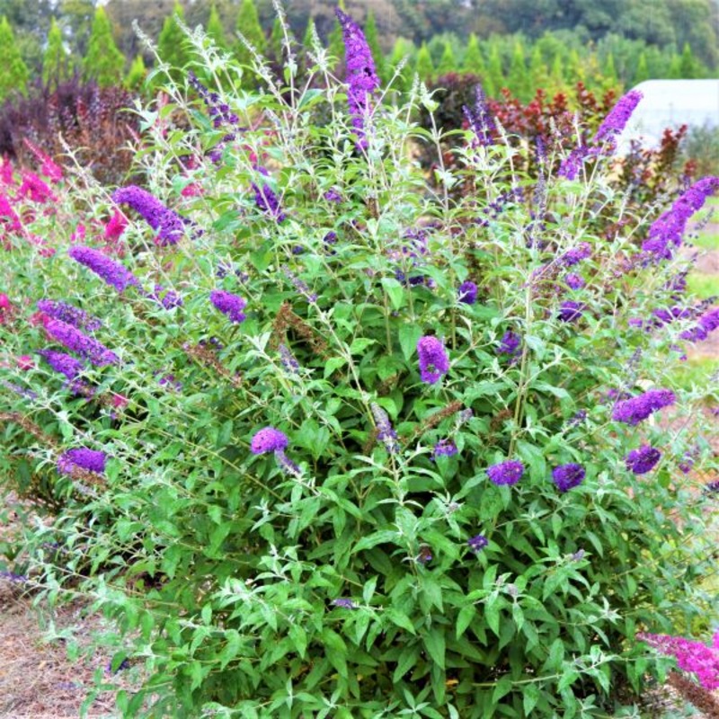 Butterflybush-Psych Sky – G2/G3