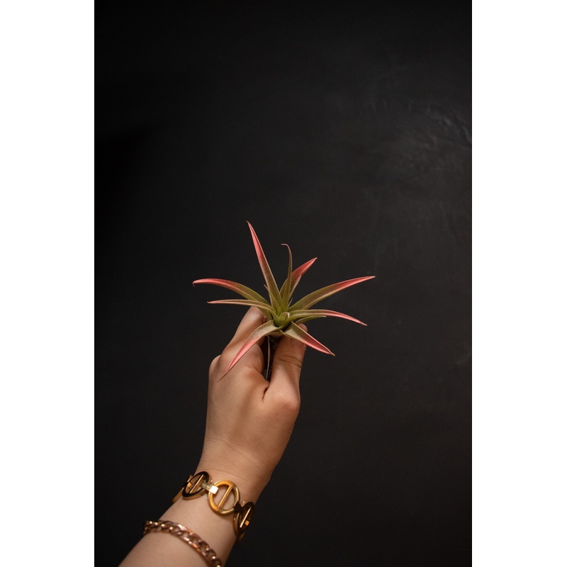 Capitata Peach|2-3″|4-5″|6-7″|8″|2-3″ Enhanced|4-5″ Enhanced|6-7″ Enhanced|5-6″