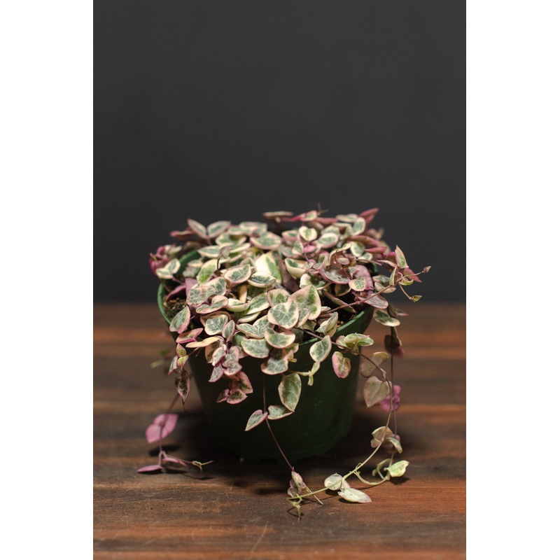 Ceropegia – Woodii String of Hearts Variegated