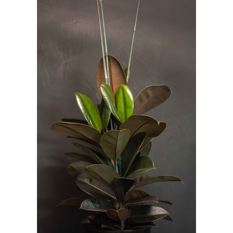 Ficus – Decora Burgundy|2″|4″|6″|8″