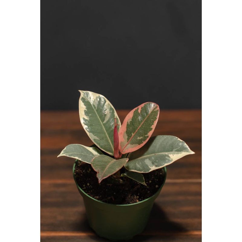 Ficus – Decora Tineke|2″|4″|6″|8″|12″