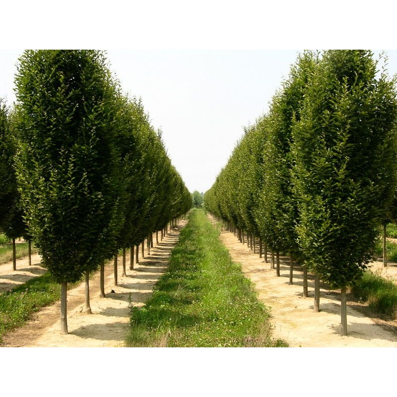 Hornbeam-Pyramidal – G7