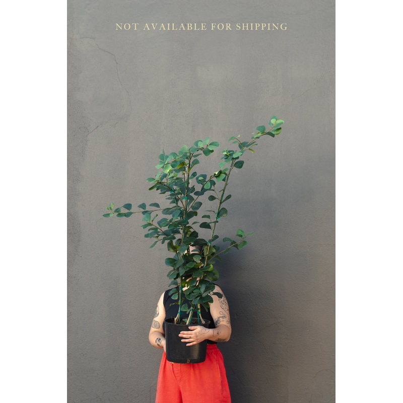 Large – Ficus – Triangularis|10″|12″|14″