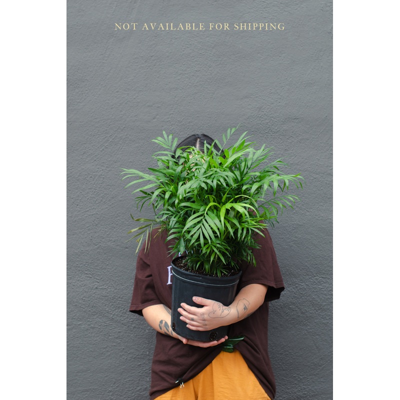 Large – Palm – Neanthe Bella Parlor Palm
