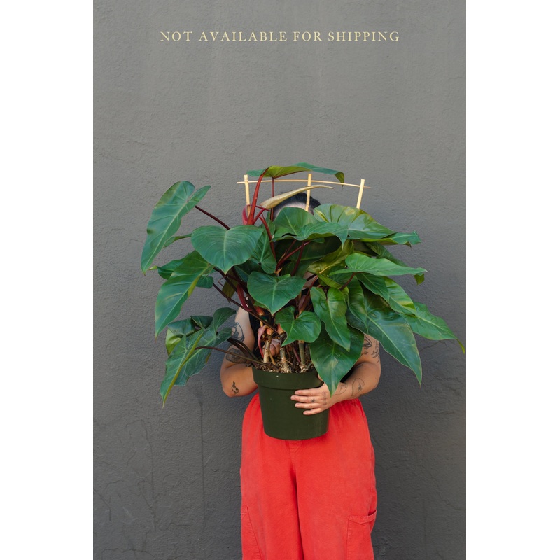 Large – Philodendron – Red Emerald
