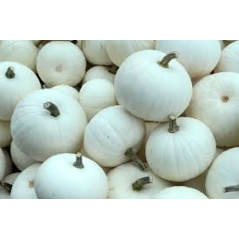 Large Specialty Pumpkins