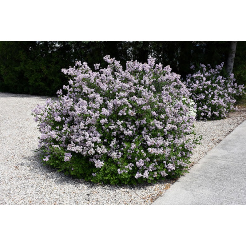 Lilac-Dwarf Korean – G3