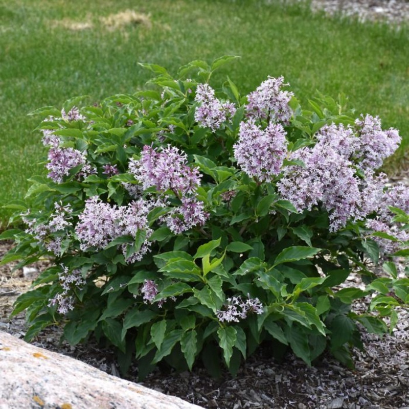 Lilac-Little Lady – G2/G3