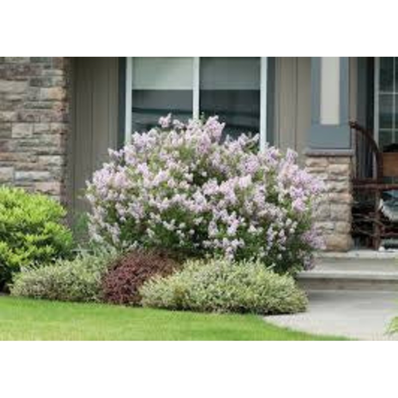 Lilac-Miss Kim – 3-4’/G10