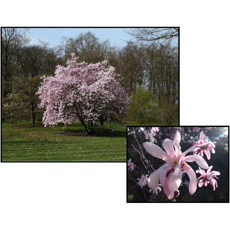 Magnolia-Leonard Messel – G15