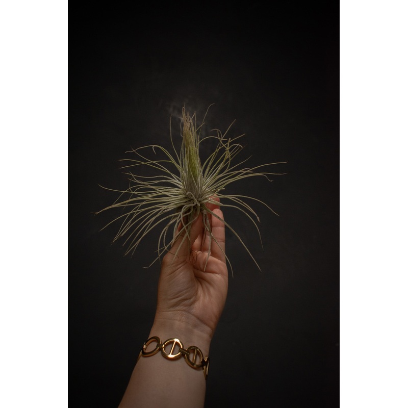 Magnusiana|2-3″|4-5″|6″+|x Felhoffii “Shop Mop” 7-8″