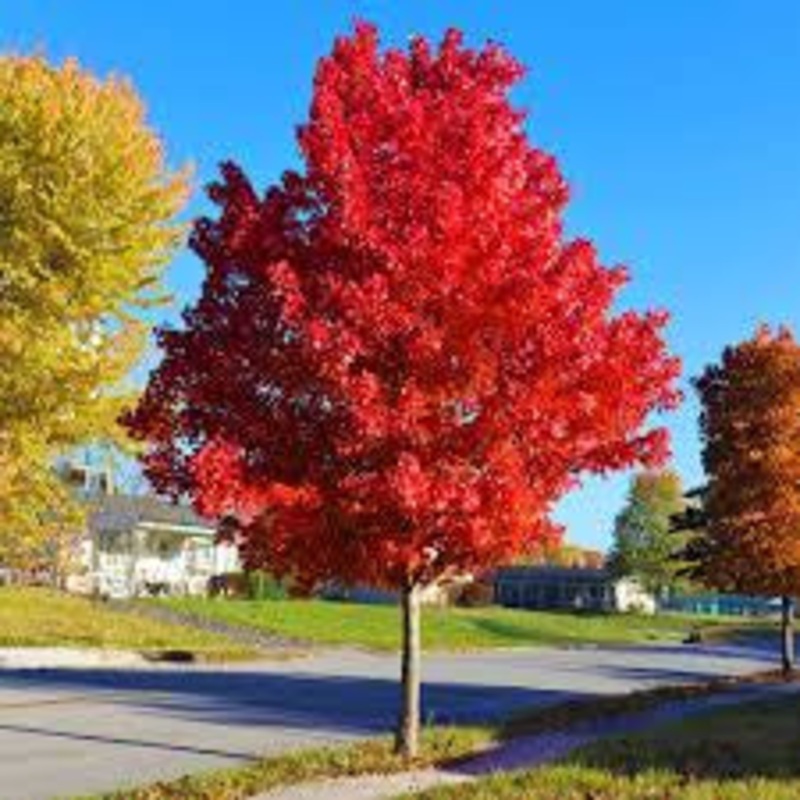 Maple-Autumn Blaze – 2