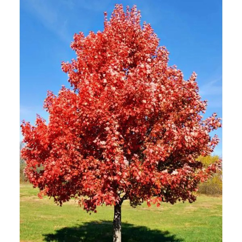 Maple-Brandywine – 2