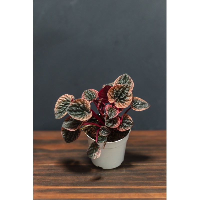 Peperomia – Caperata Abricos|4″|6″