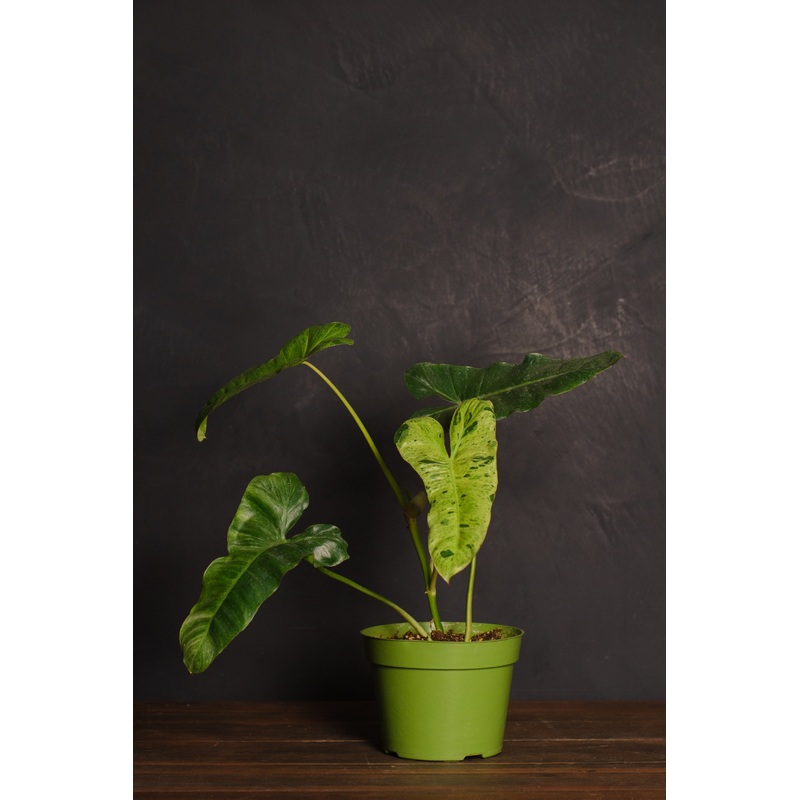 Philodendron – Paraiso Verde|4″|6″