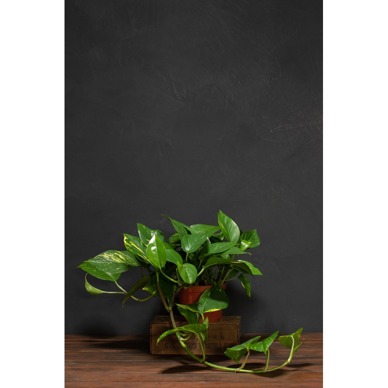 Pothos – Golden|3″|4″|6″|Trailing|Pole