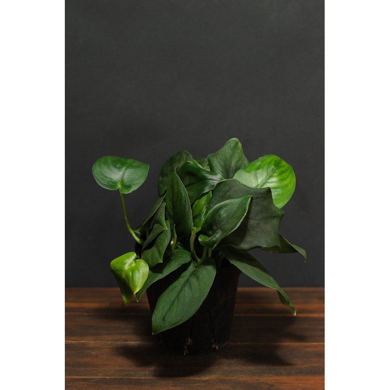 Pothos – Green Satin|4″|6″|8″