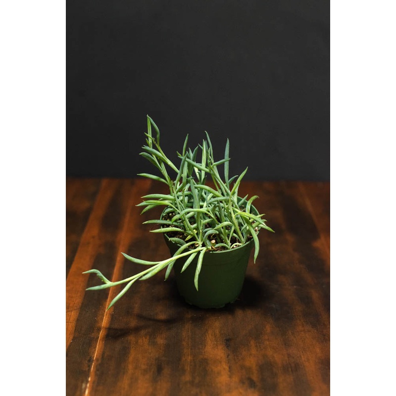 Senecio – Radicans Fish Hooks|4″|6″
