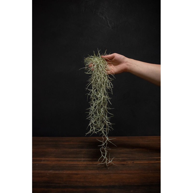 Usneoides Thick|Small bunch|Large bunch