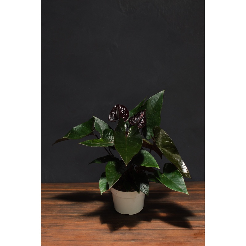 Anthurium – Black Winner|4″|6″