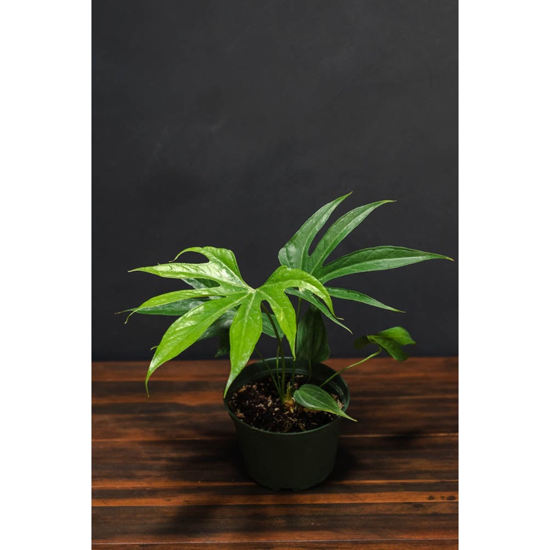 Anthurium – Fingers|4″|6″