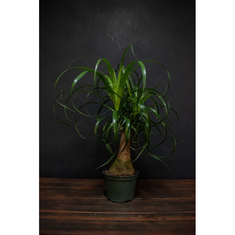 Beaucarnea – Recurvata Ponytail Palm Stump