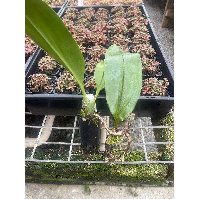 Bulbophyllum lasianthum