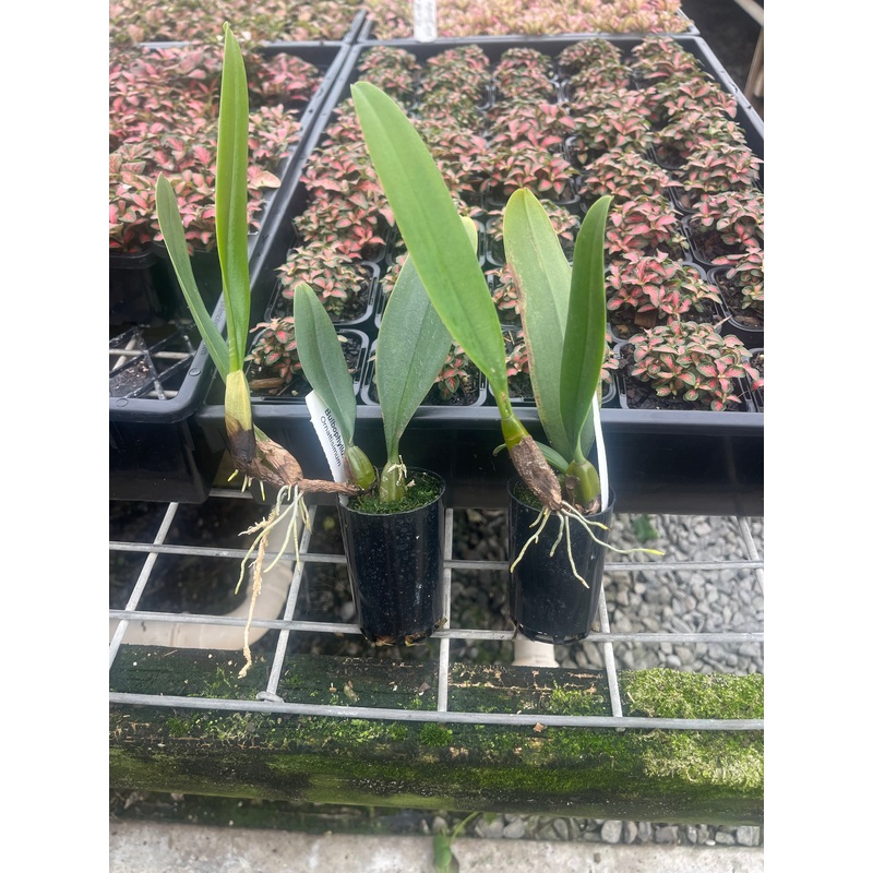 Bulbophyllum ornatissimum