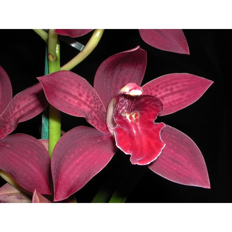 Cymbidium Collection Assorted Upright x 10