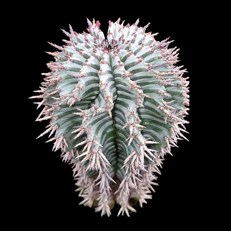 Euphorbia horrida var. striata (WA Prohibited)