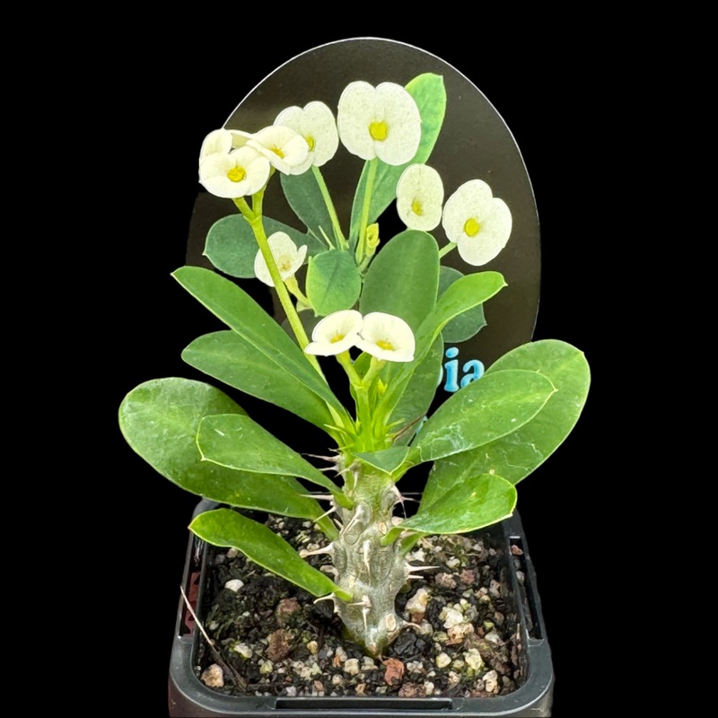 Euphorbia milii ‘Mini White’ – Crown of Thorns (WA Prohibited)