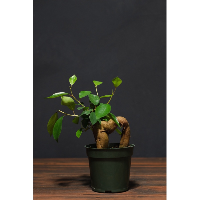 Ficus – Ginseng Character|4″|6″|8″ – Grey Pot