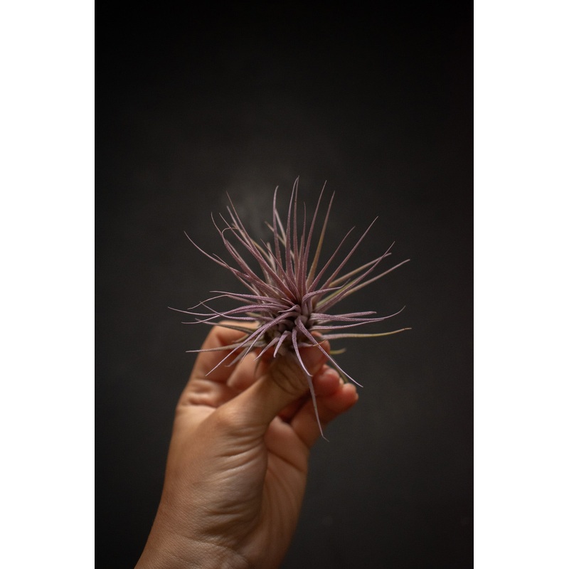 Ionantha Lilac Enhanced|Large
