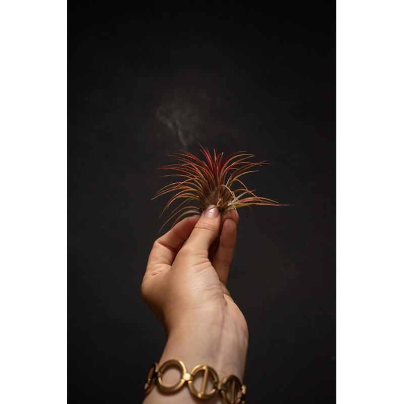 Ionantha Red Enhanced|Large