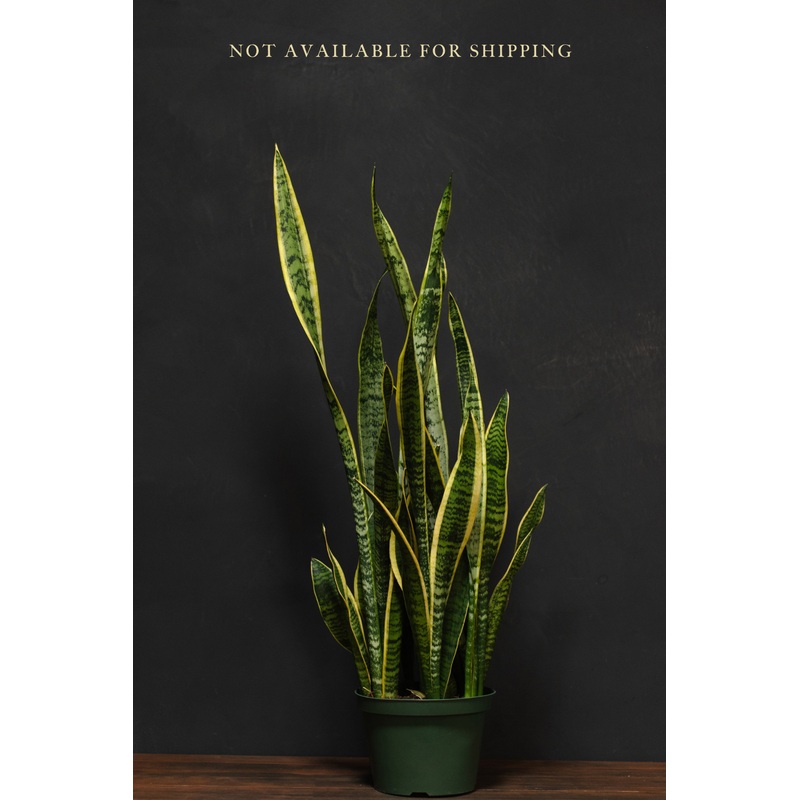 Large – Sansevieria Snake Plant – Laurentii