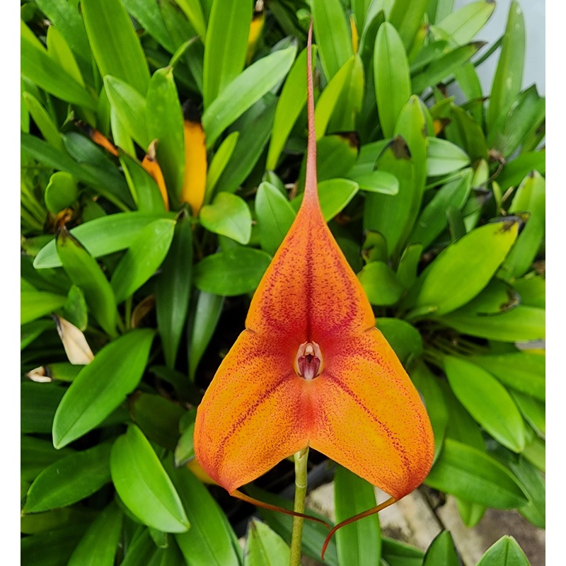Masdevallia  Cusco Gold ‘Seville’