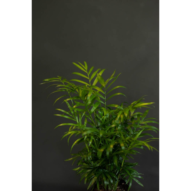 Palm – Neanthe Bella Parlor Palm