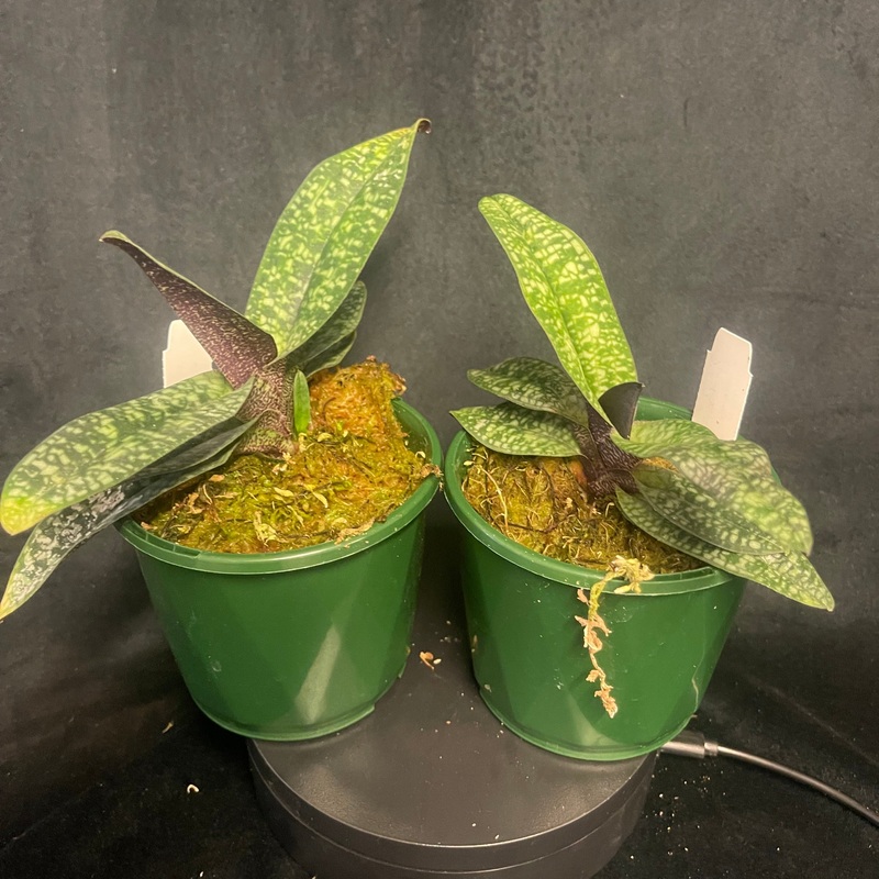 Paphiopedilum delenatii – The Enchanting Pink Lady’s Slipper Orchid