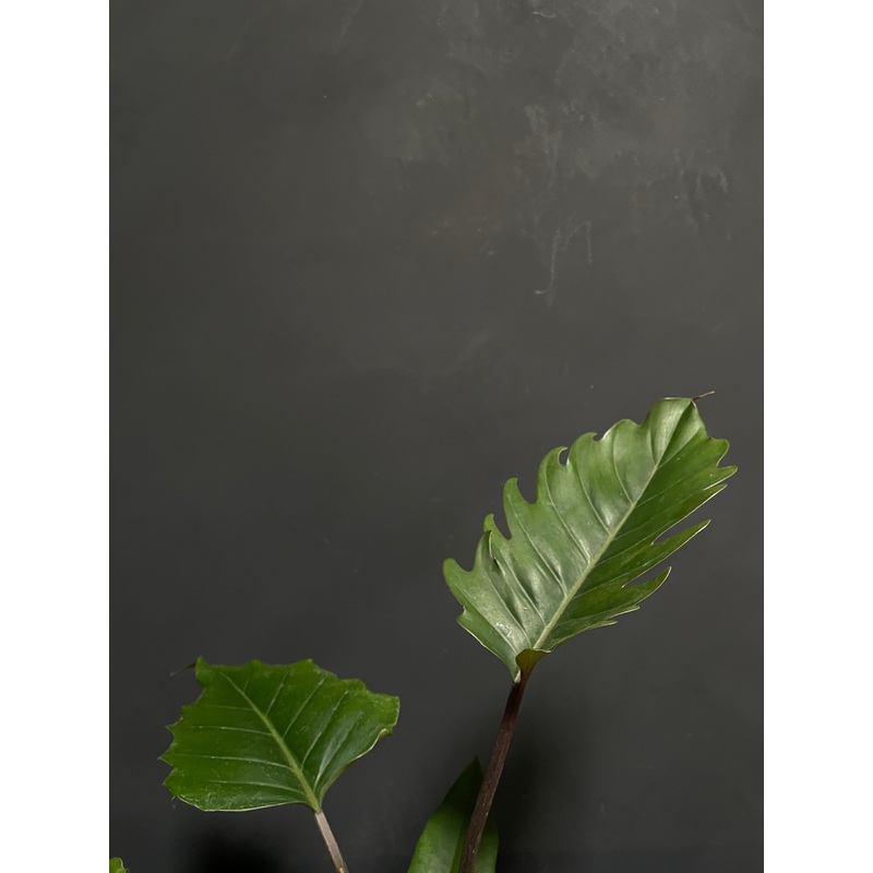 Philodendron – Choco Empress|4″
