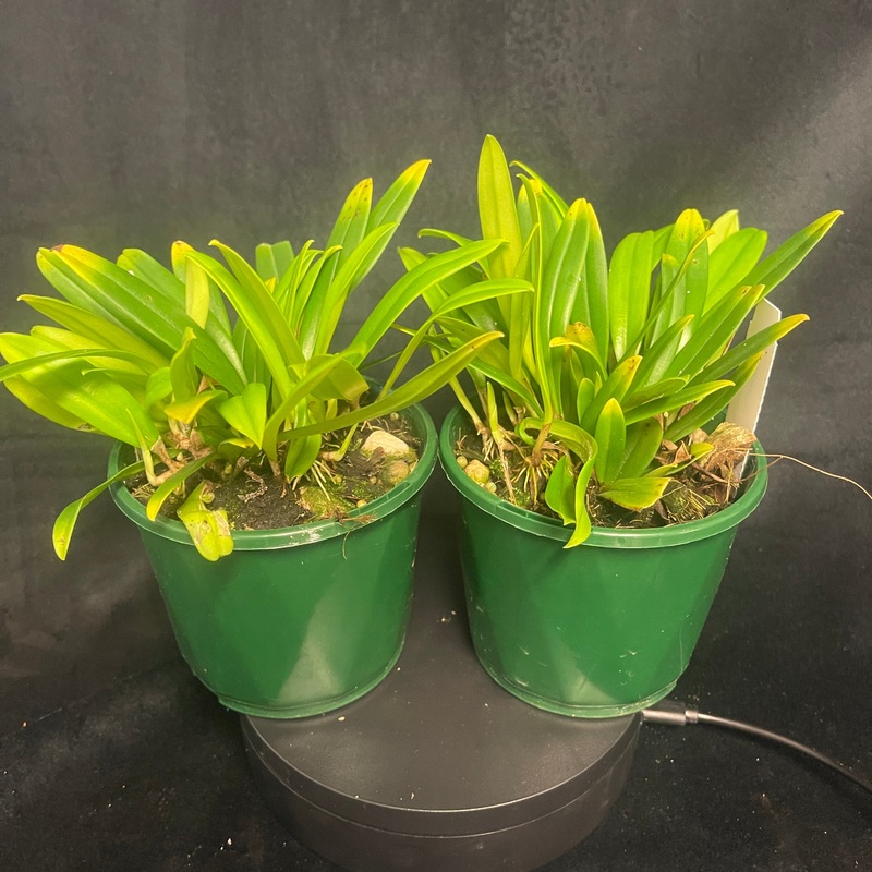 Pleurothallis endotrachys|100mm