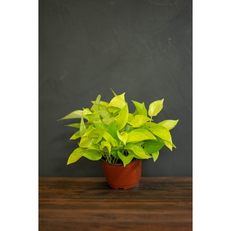Pothos – Neon|3″|4″|6″|8″